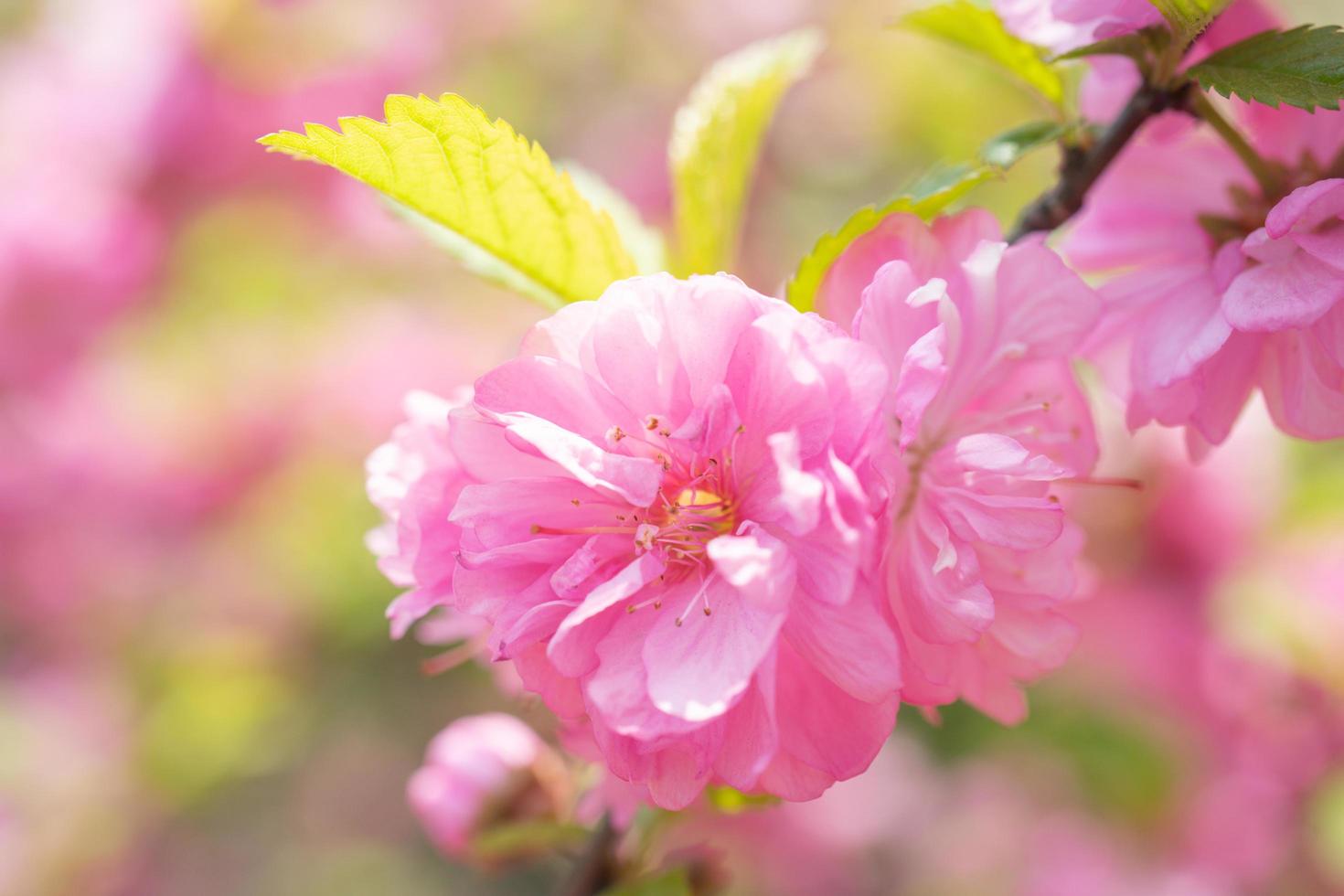 makrofoto av natur rosa sakura blommor. foto