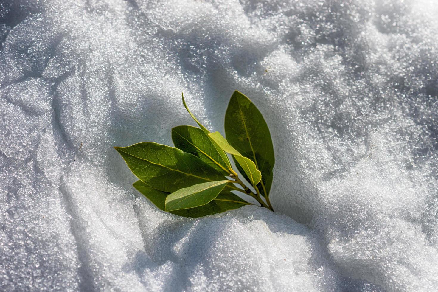 gröna lagerblad på en bakgrund av vit snö i soligt väder foto