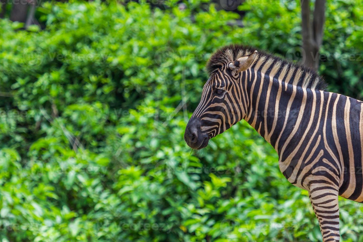 zebra porträtt ansikte och huvud foto