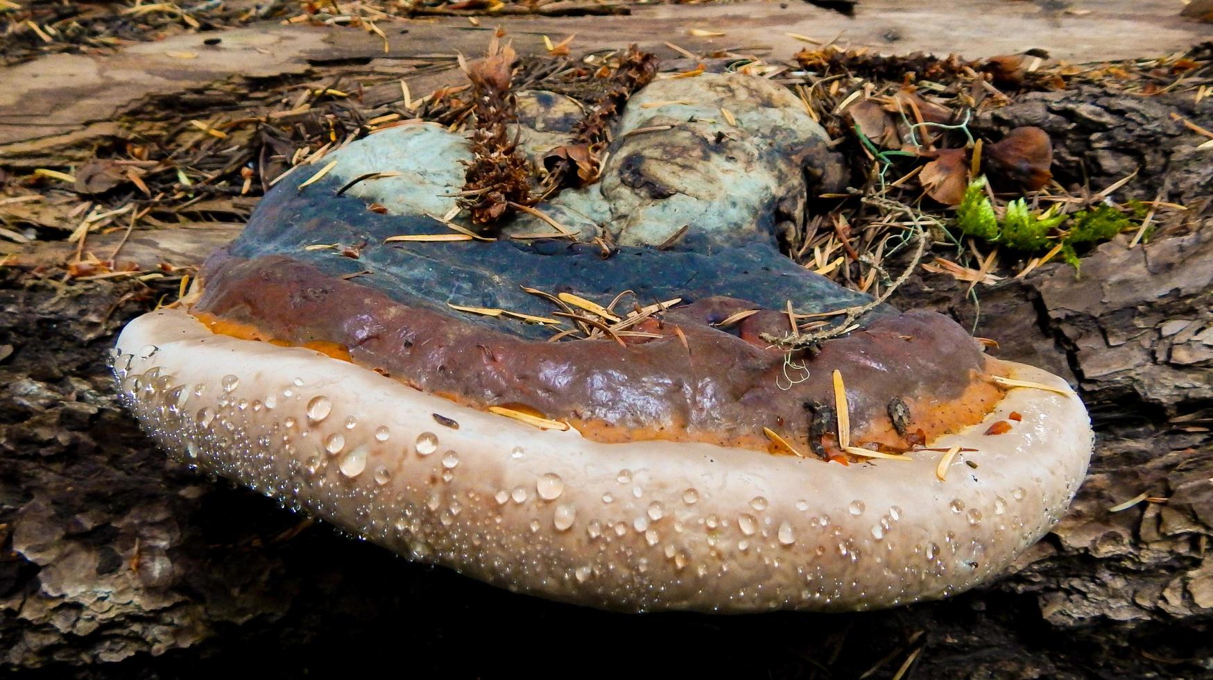 conk svamp på en stock i skogen nära marion gafflar, eller foto