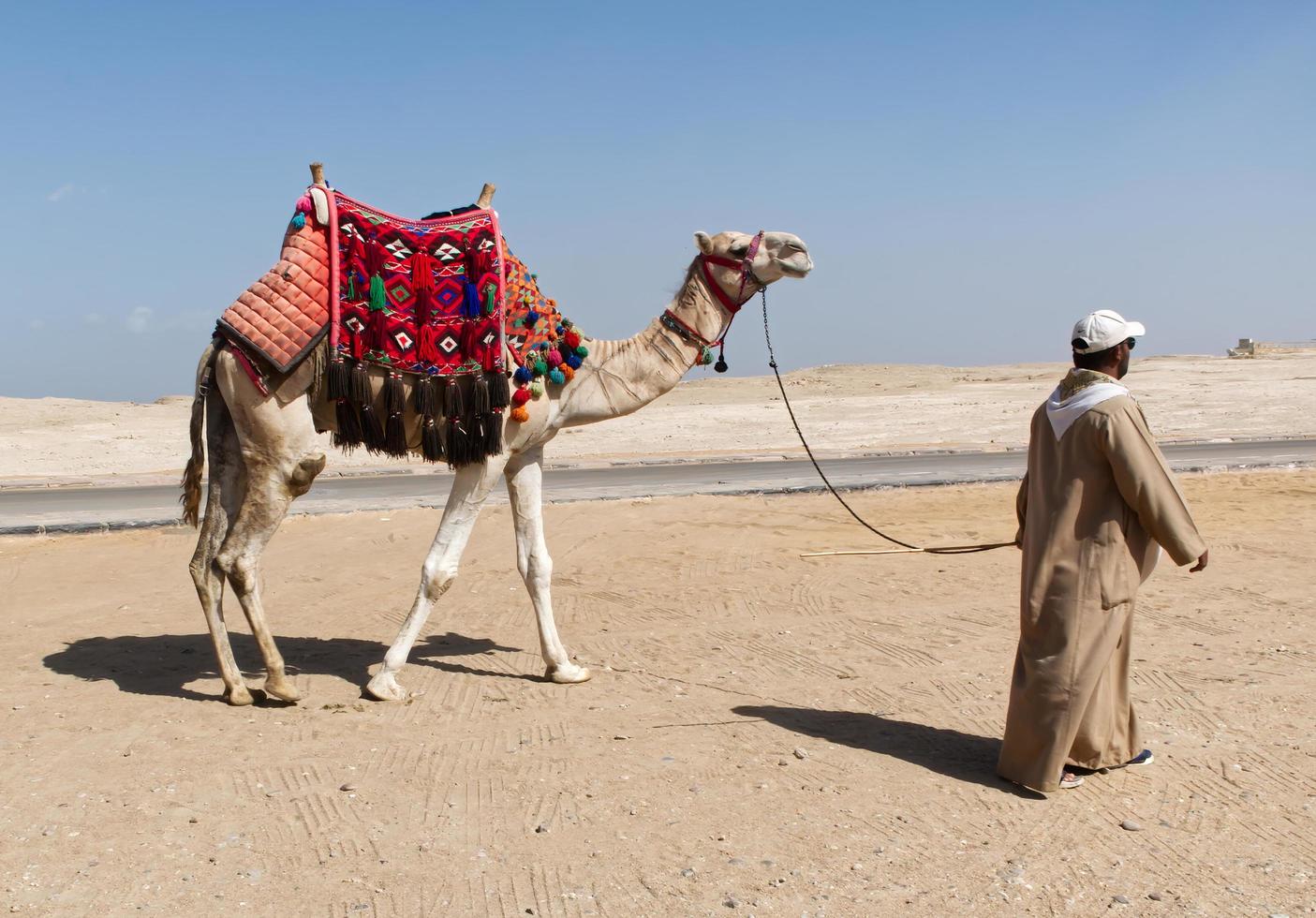 Kairo, giza, egypten, Mars 17, 2023 beduin och kamel kamel i i giza platå nära kairo. egypten. foto