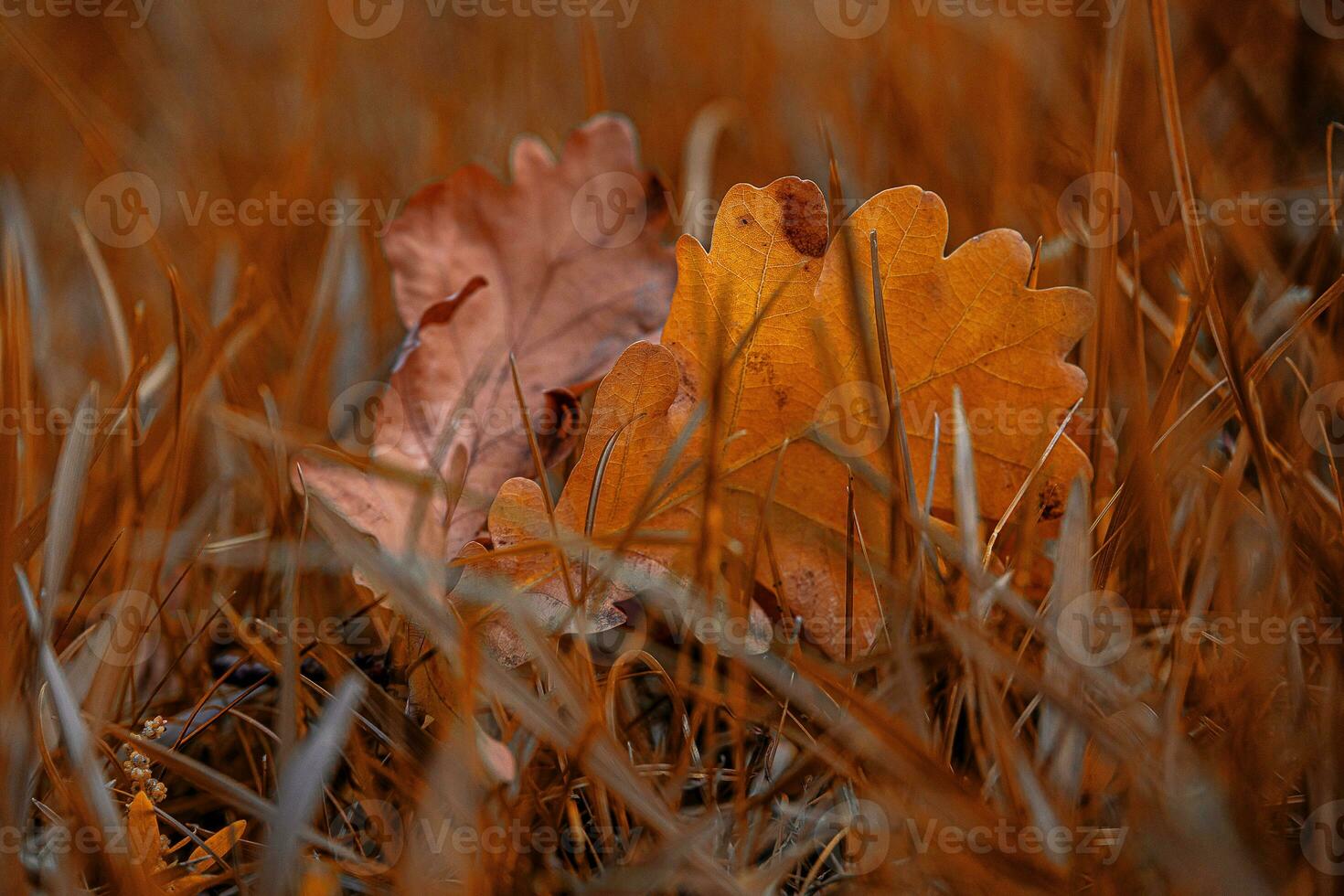 röd höst ek löv liggande bland grön gräs i de parkera i närbild foto