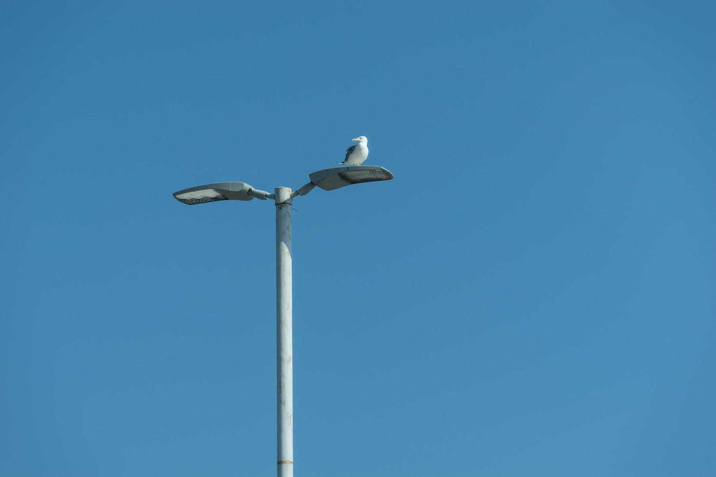 havsfiskmås som sitter på en lyktstolpe på bakgrunden av blått hav foto