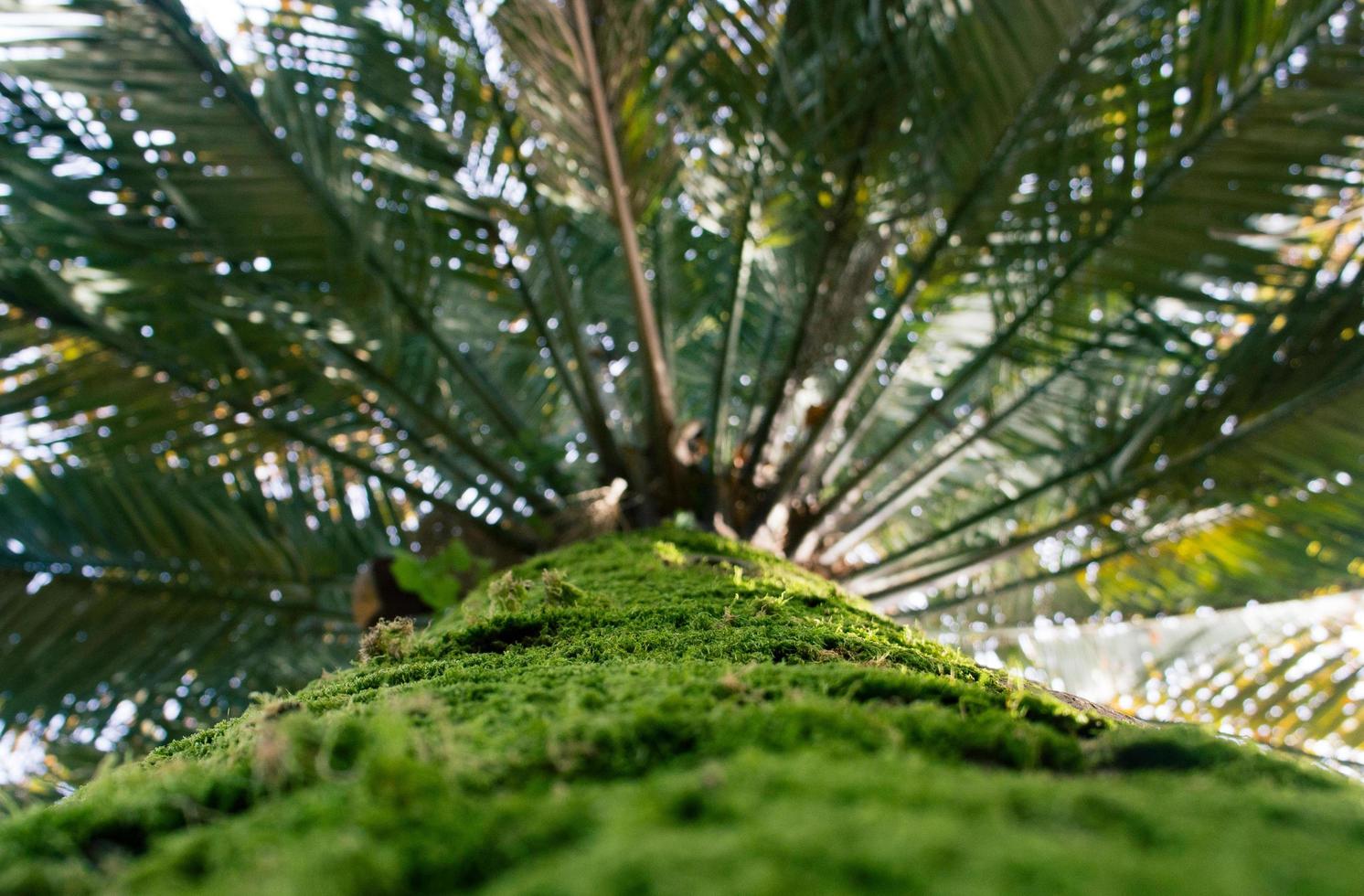 naturlig bakgrund med palmstam och löv foto