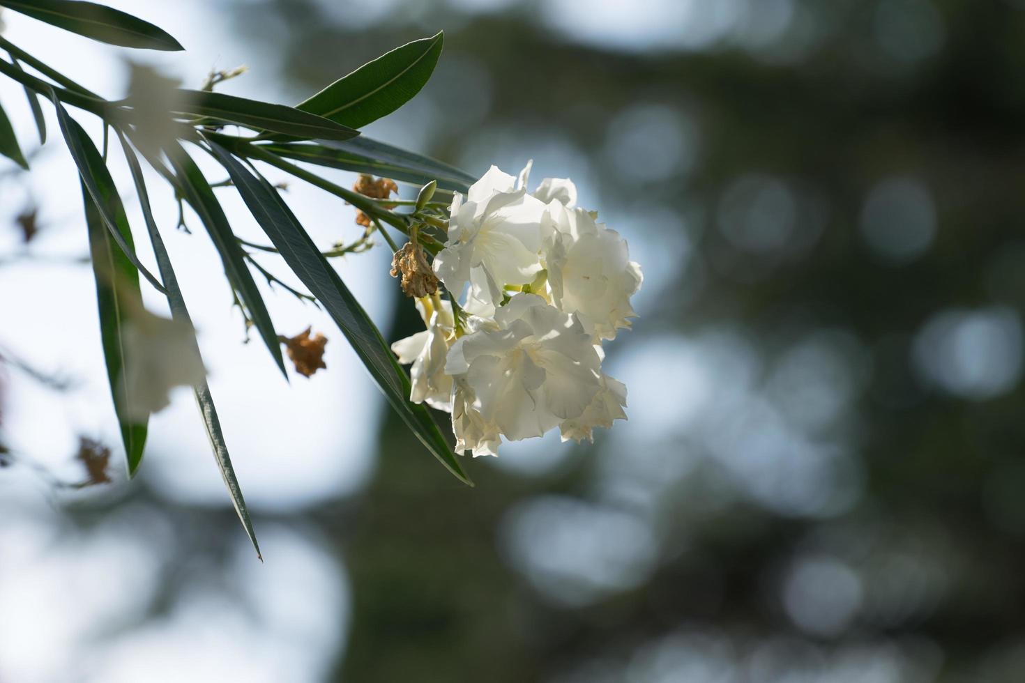 blomma vit oleander på suddig grå-grön bakgrund foto