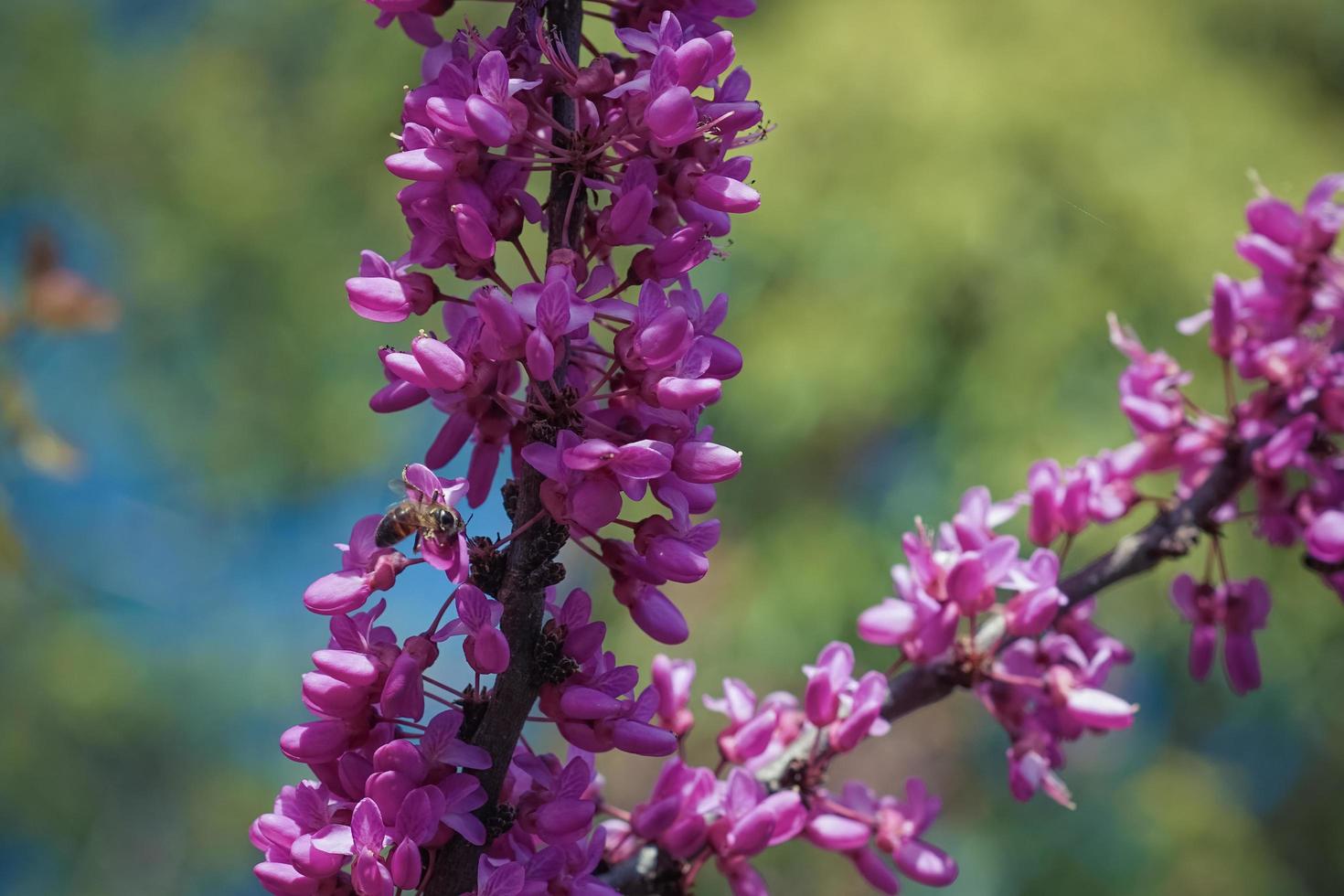 rosa blommor cercis på de tunna grenarna foto