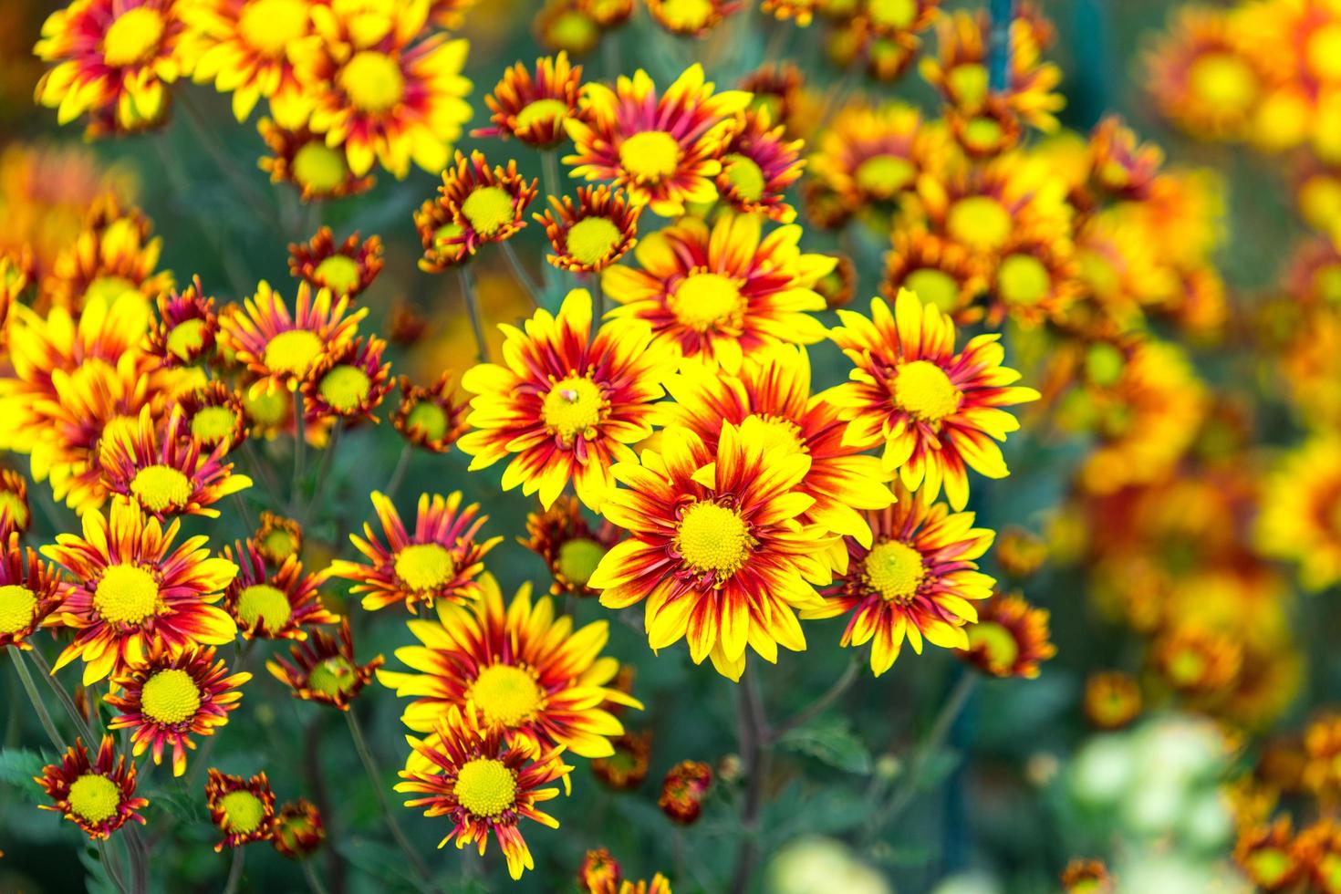 blommig bakgrund blomma gula krysantemum på trädgårdsbädden. foto