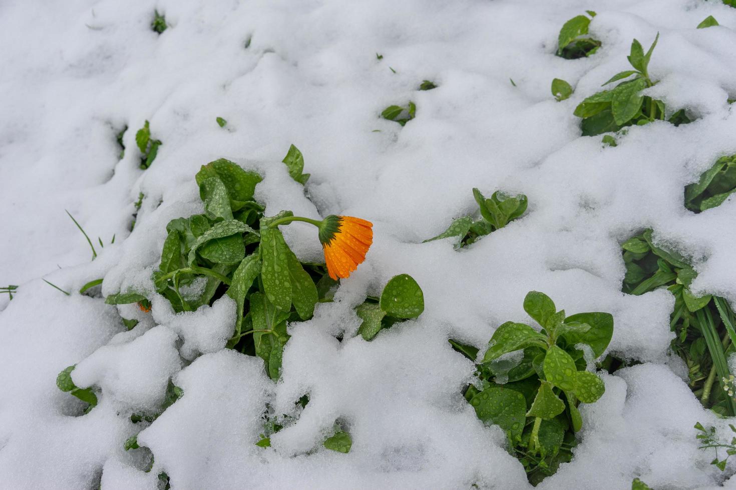 naturlig bakgrund med orange blommor i snö foto