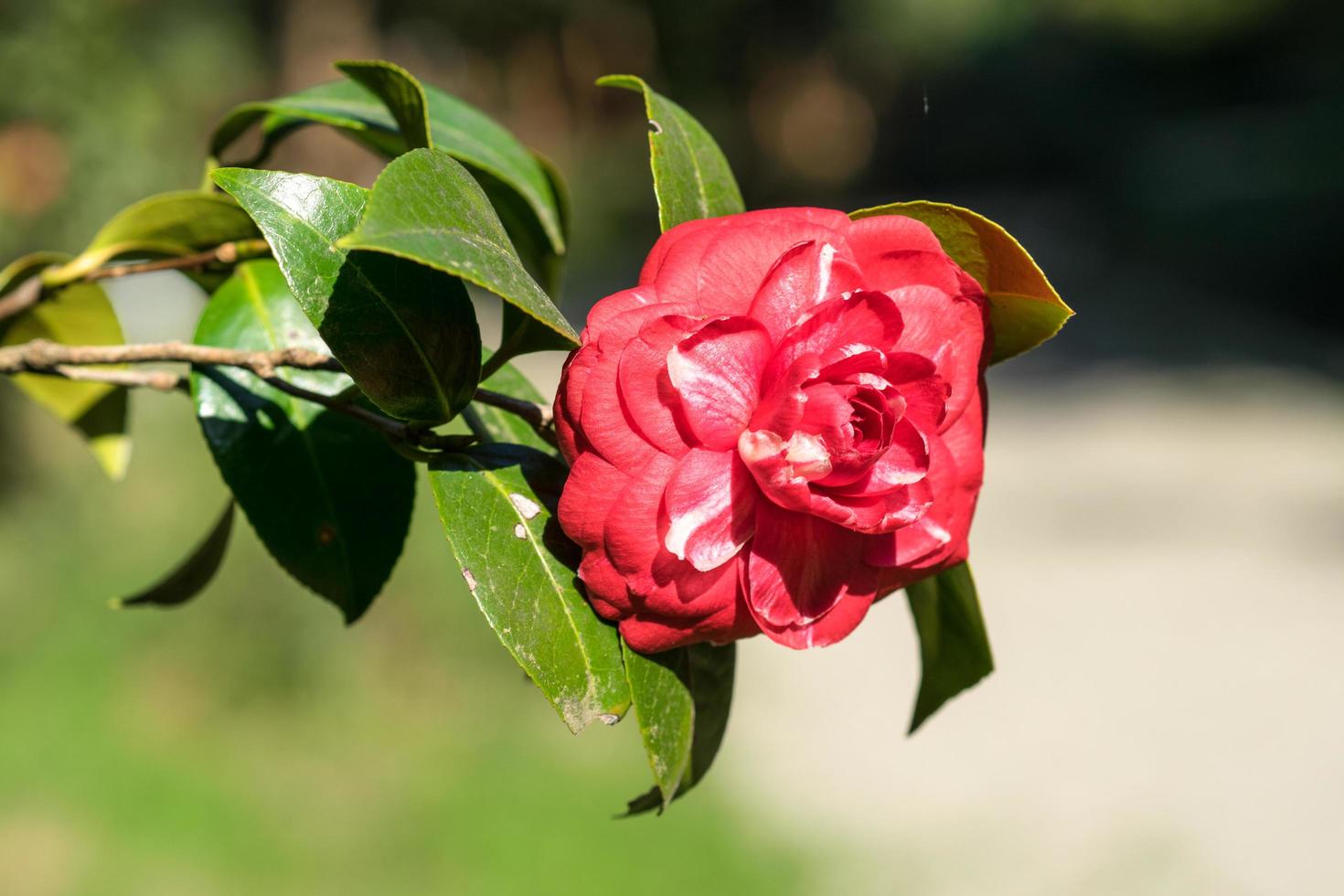 rosa kameliablomma på suddig grön bakgrund. foto