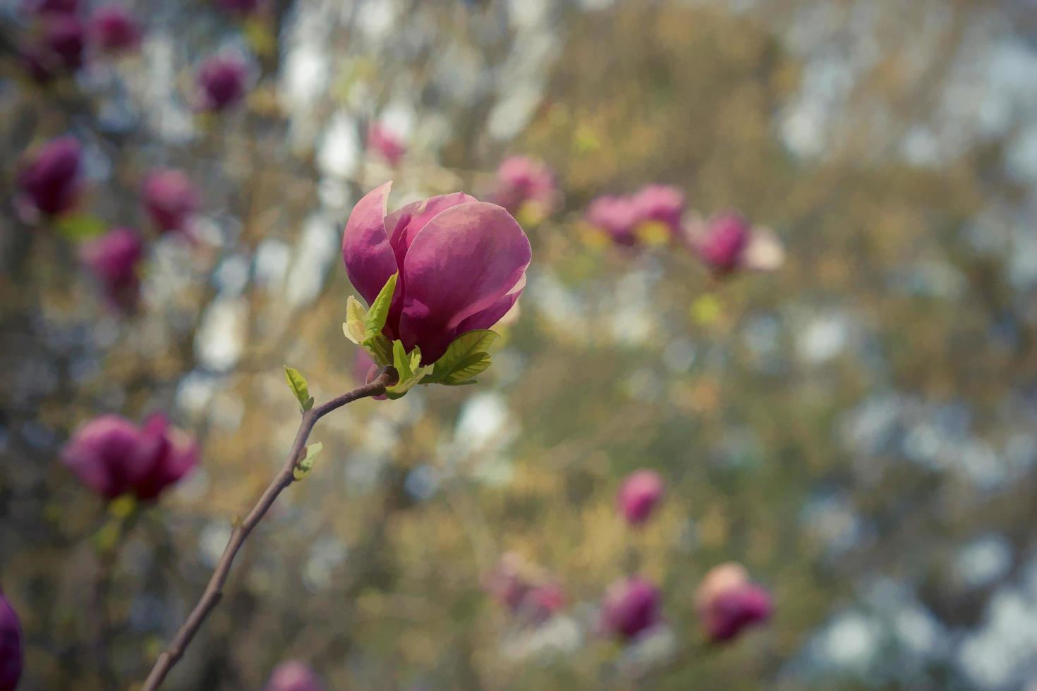 rosa magnoliablommor på den ljusbruna suddiga bakgrunden med bokeh foto