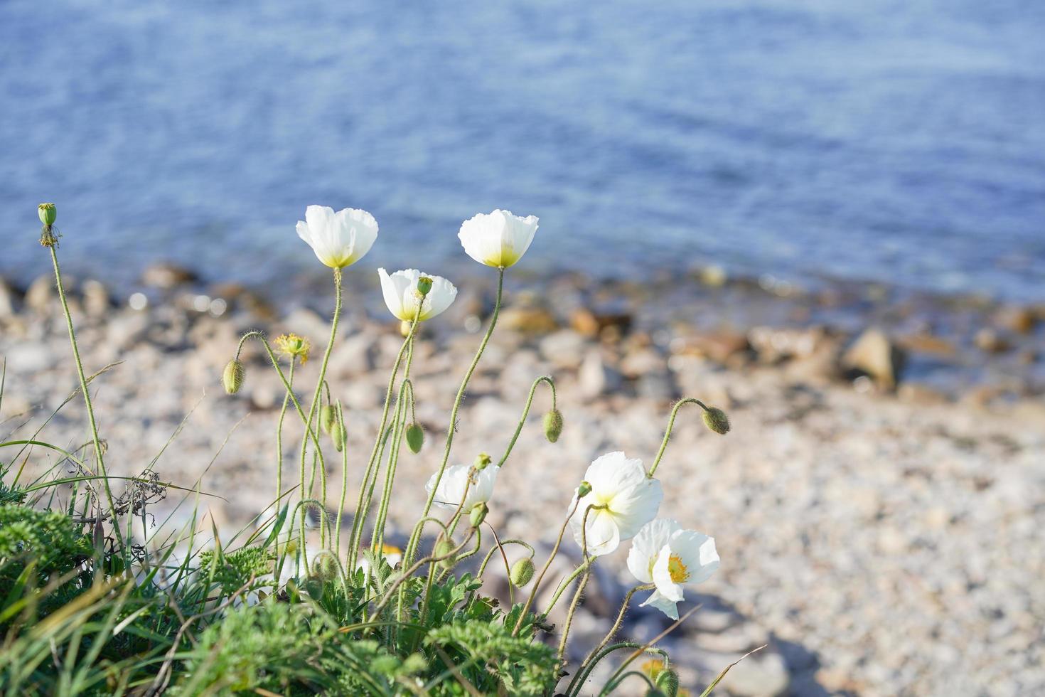 naturlandskap med vita vallmo. foto