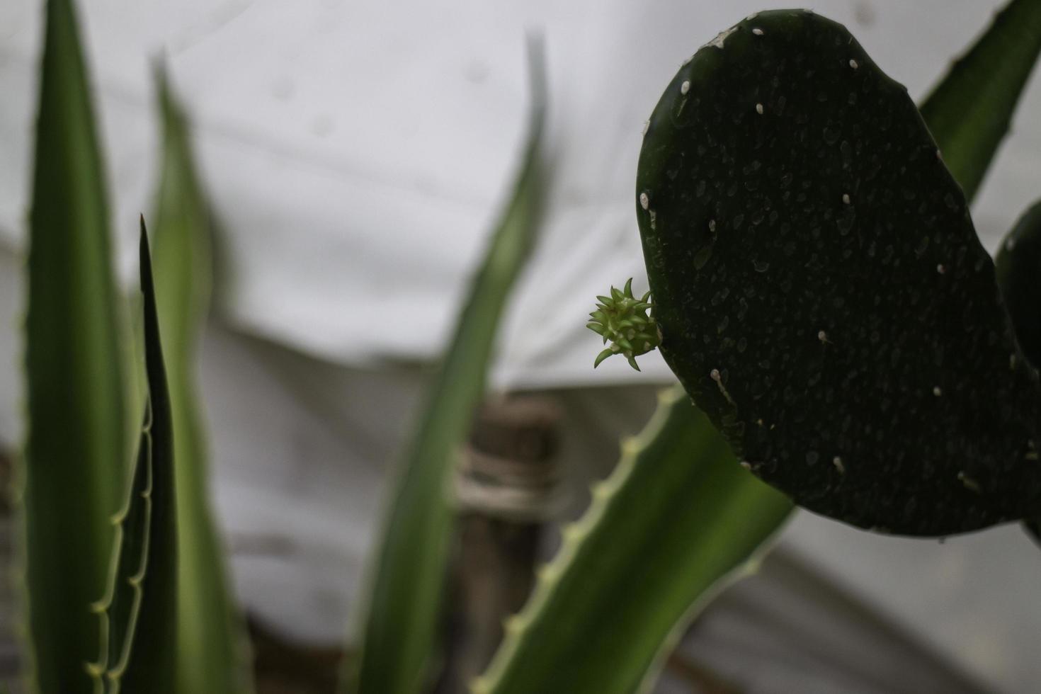 kaktus närbild mot en vit trasa foto
