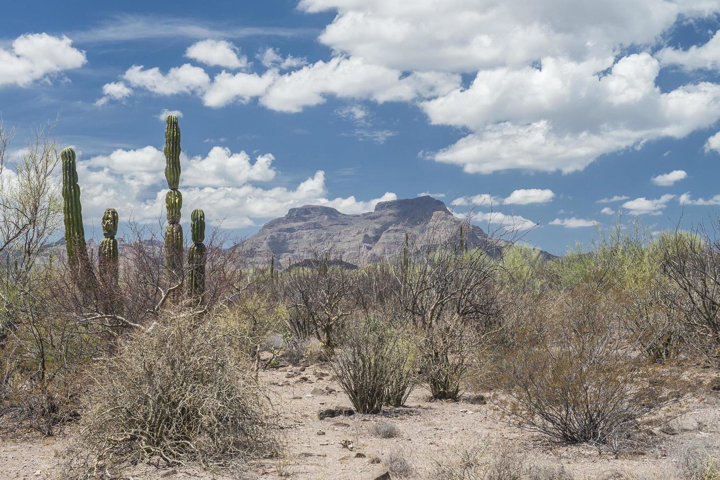 landskap och öknen av baja california sur i bajahalvön mexico under en molnig och blå himmel foto