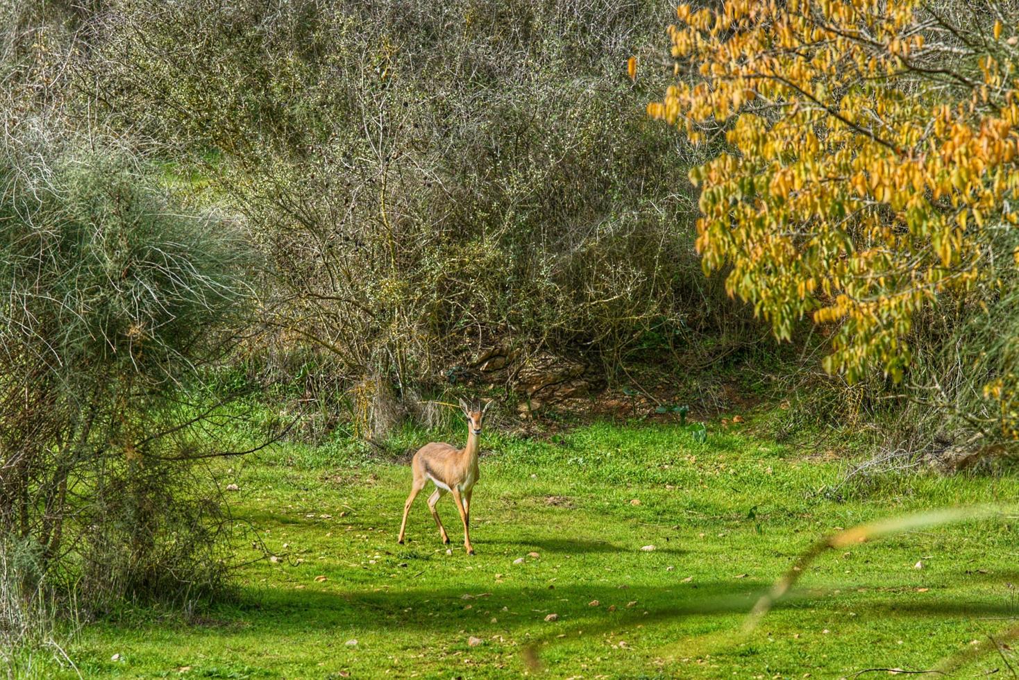 gerenuk mellan växterna i savannen foto