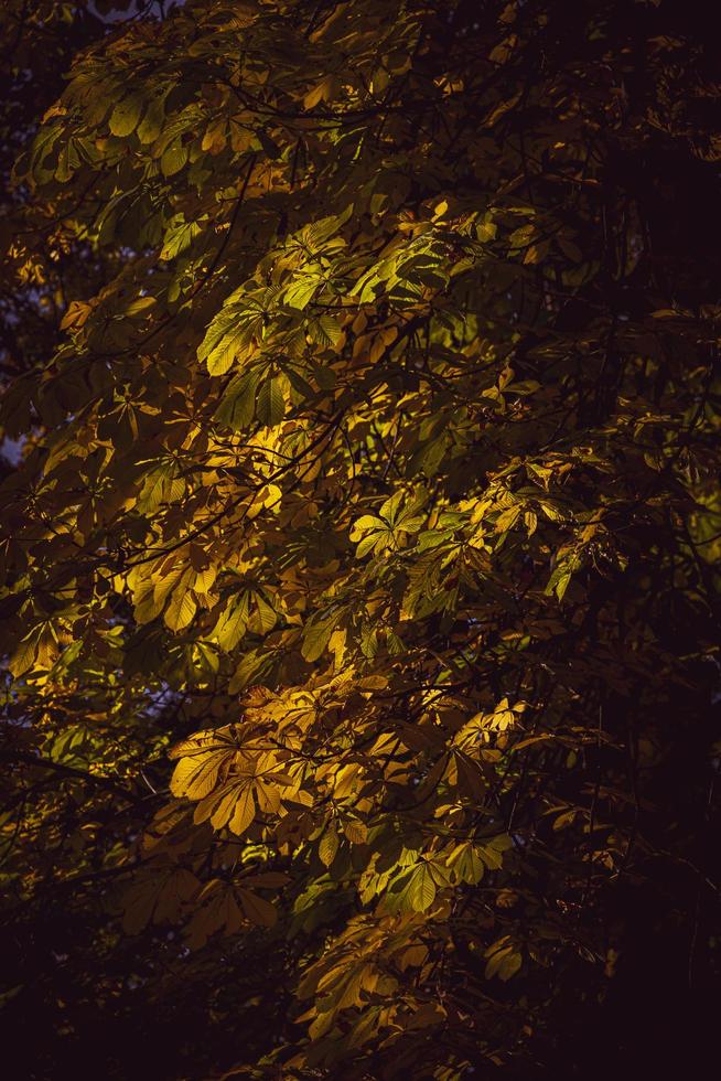 höst kastanj träd med gyllene gul löv i de värma solsken foto