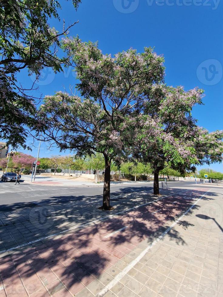 pring gata med blomning träd i Alicante, Spanien foto