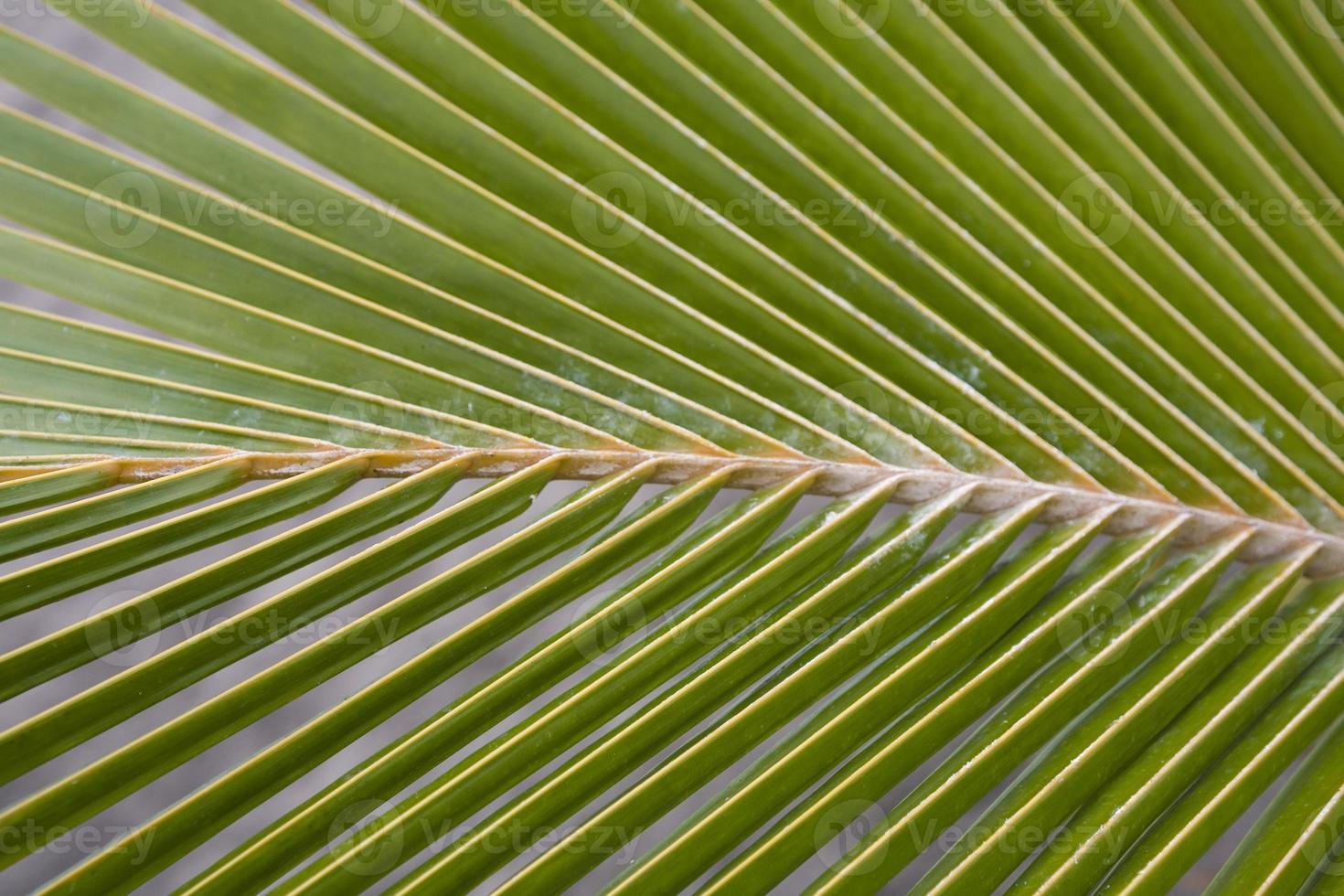 grön handflatan blad formning ett intressant original- naturlig bakgrund foto