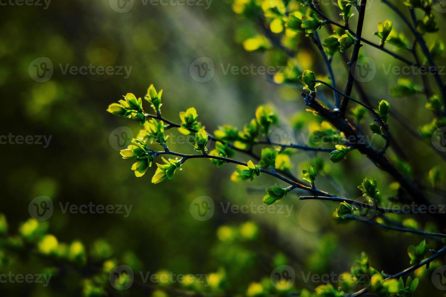 vår buske med ung delikat färsk löv i de värma Sol foto