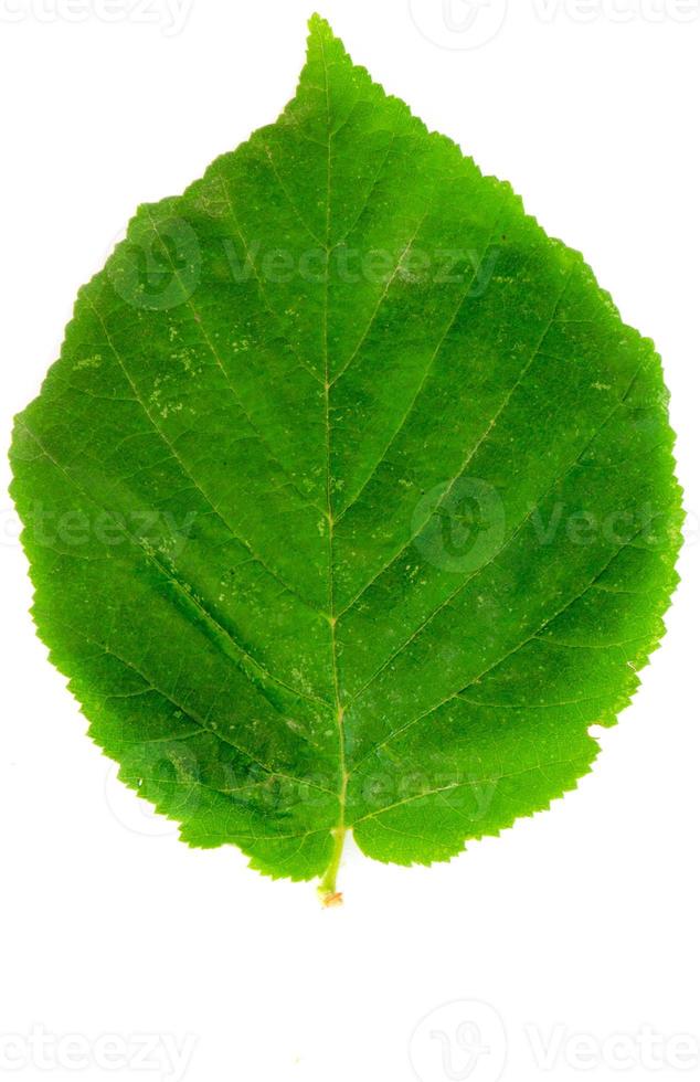 isolerat grön blad foto