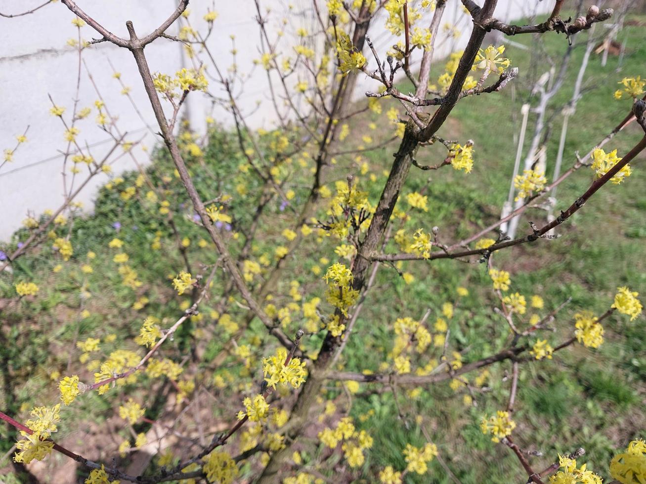 ung blommor gro i vår foto