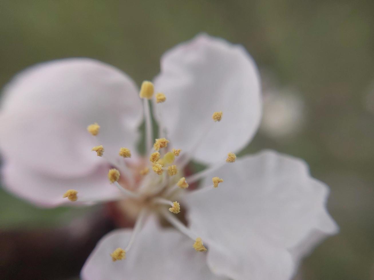 ung blommor gro i vår foto