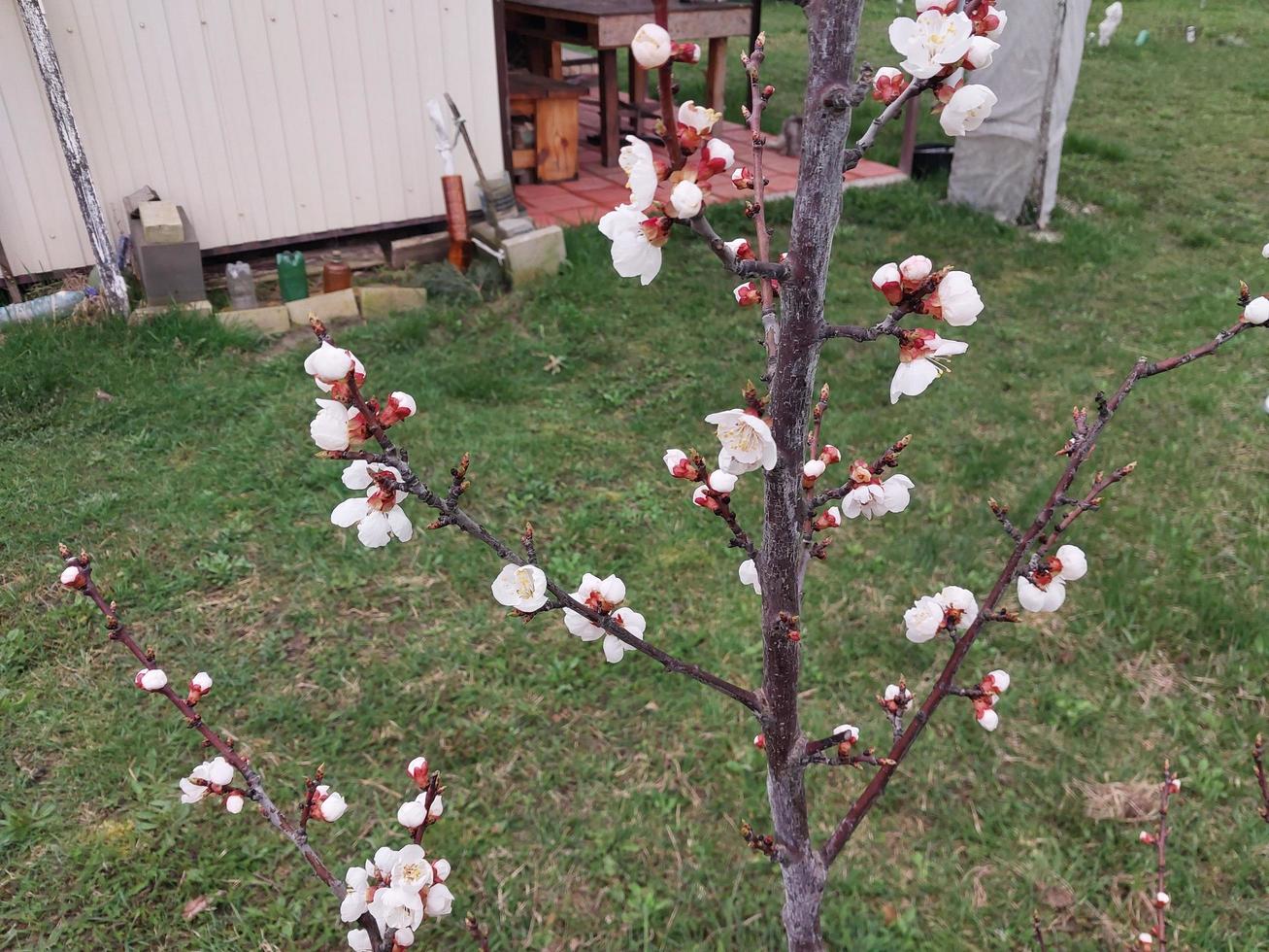 ung blommor gro i vår foto