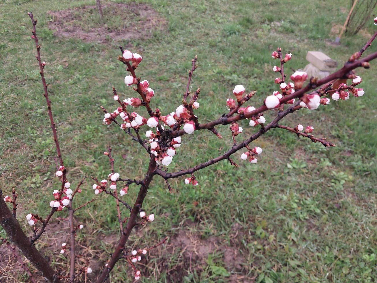 ung blommor gro i vår foto