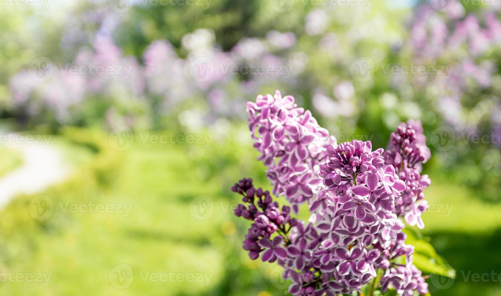 suddig naturlig blomning trädgård bild med rosa lila träd blommor på förgrund. selektiv fokus. foto