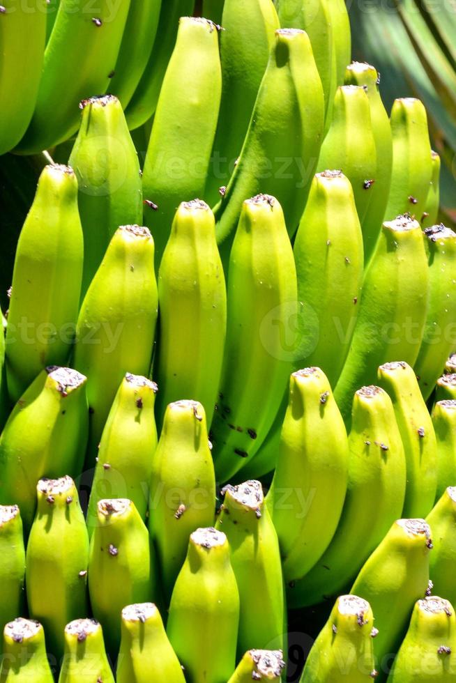 grön bananer bakgrund foto