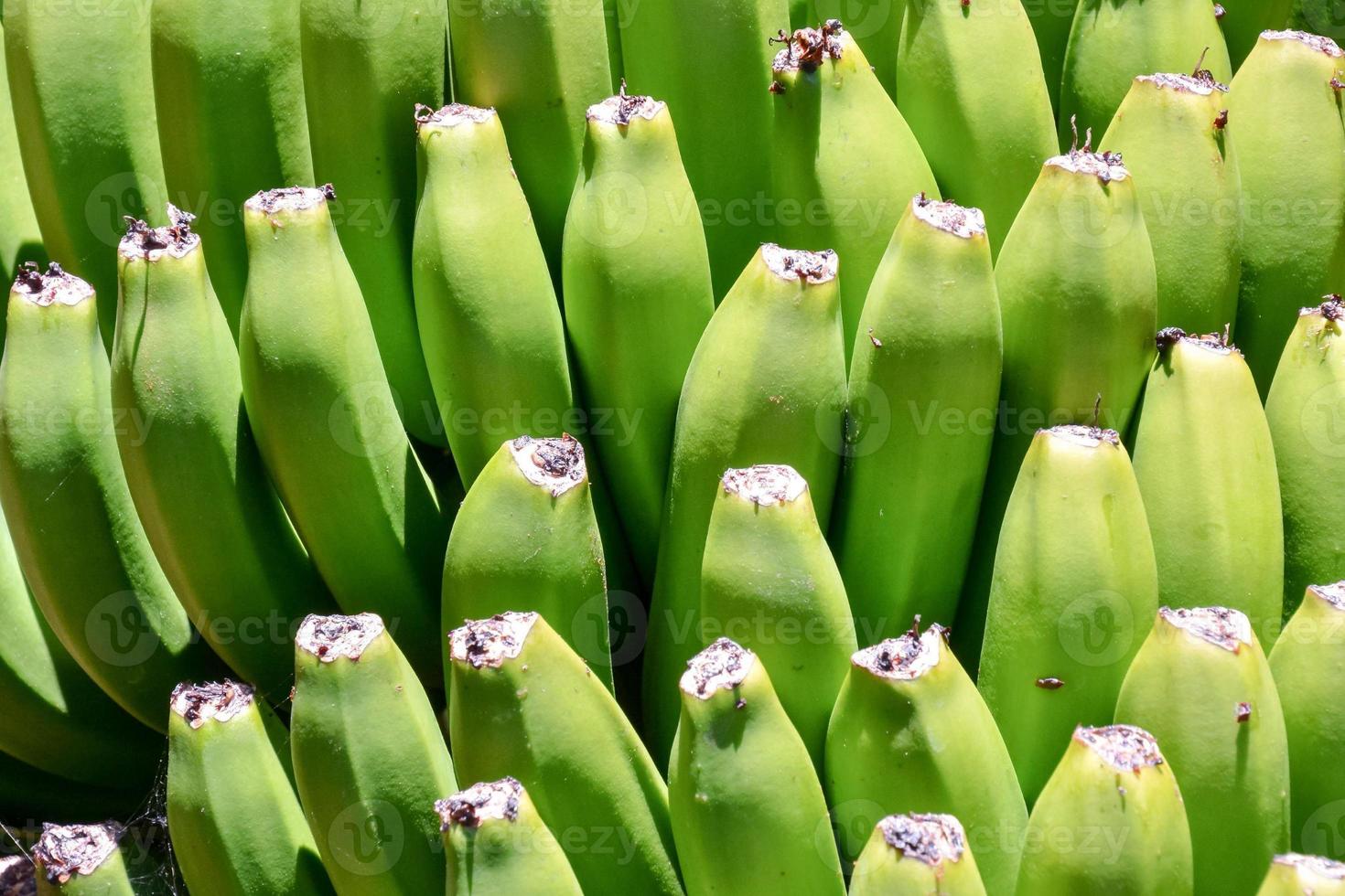 grön bananer bakgrund foto