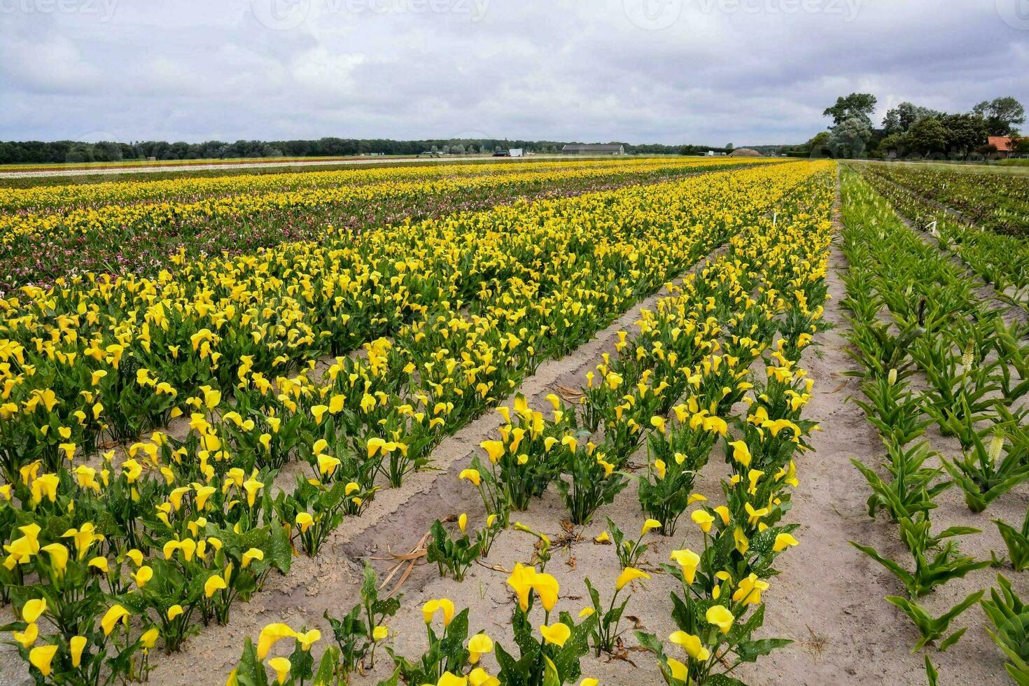 fält med blommor foto