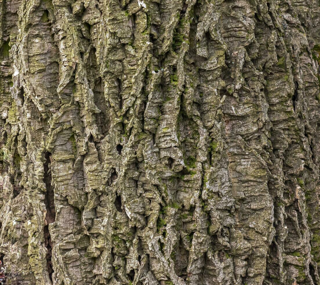 närbild av kork träd bark. kork träd eller phellodendron sachalinense i latin foto