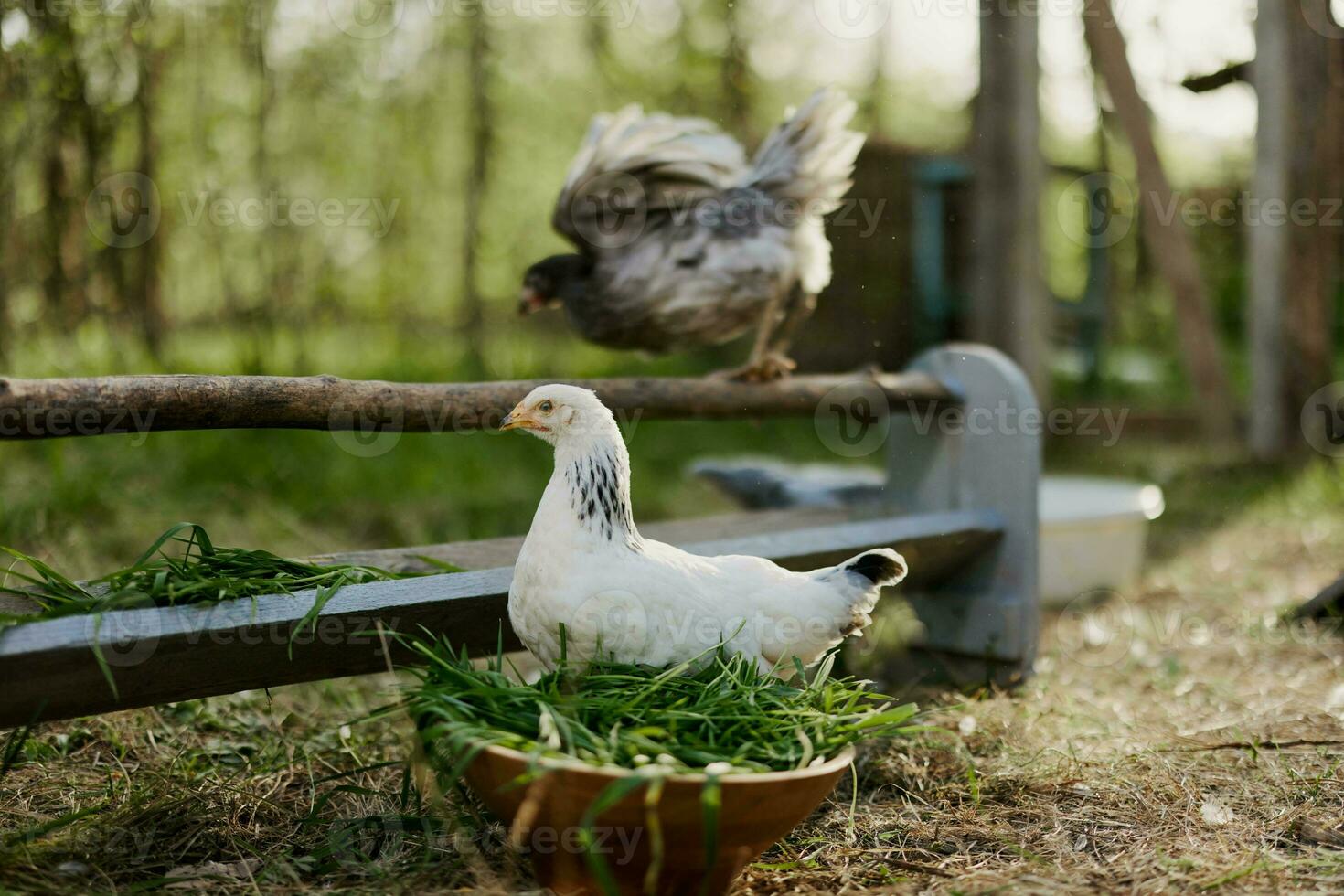 ung kycklingar och tuppar äta organisk utfodra från matare på en grön bruka i natur utan kemikalier eller pesticider för de hälsa av de fåglar foto