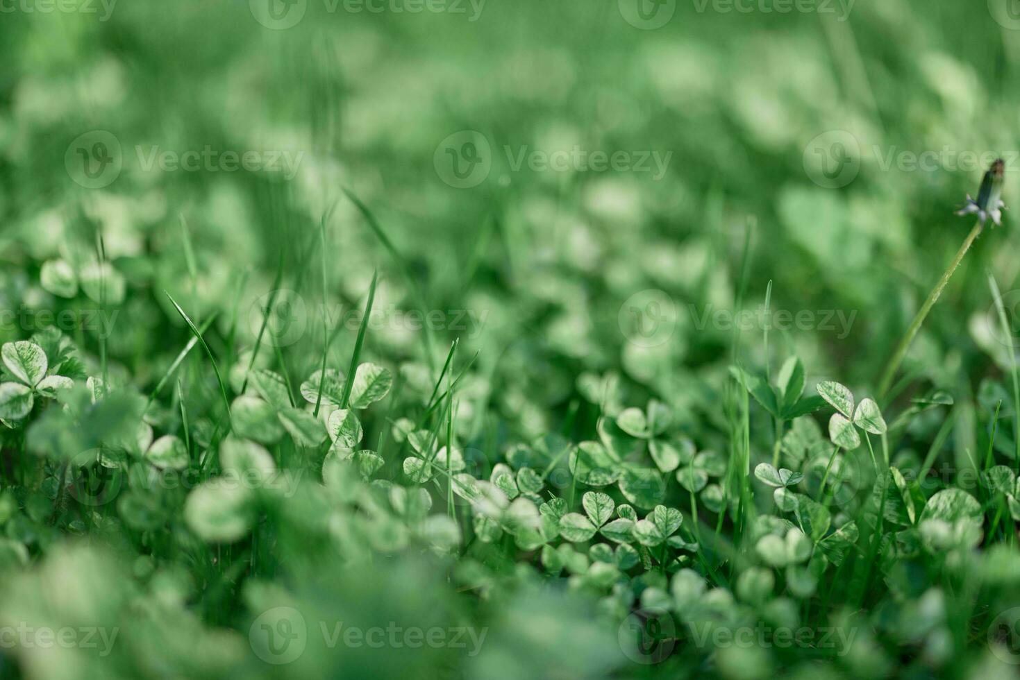 färsk grön löv av klöver gräs och mikro klöver för gräsmatta i de strålar av sommar solljus, landskap design av en modern landa komplott foto