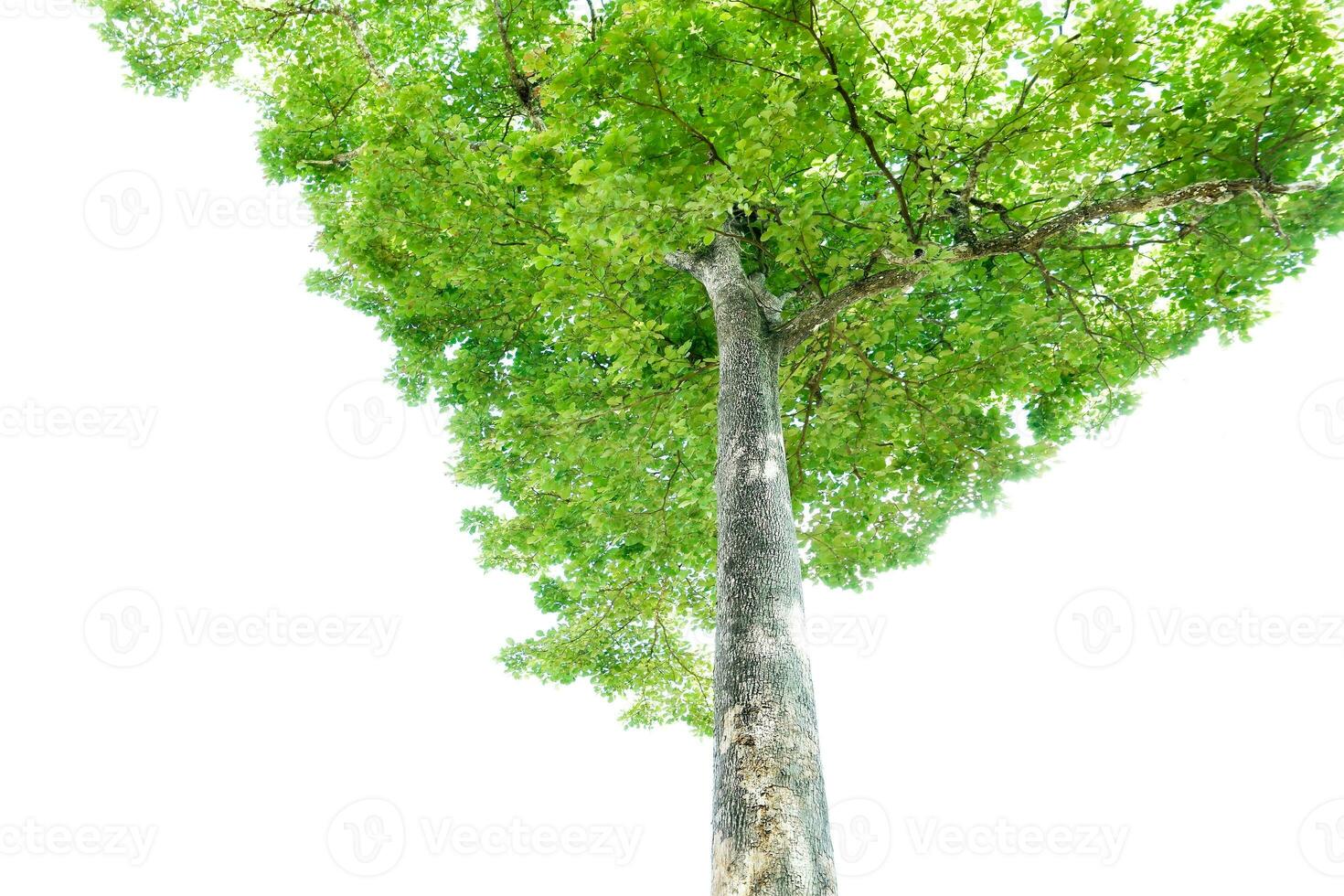 grön löv och stor träd isolerat på vit bakgrund foto