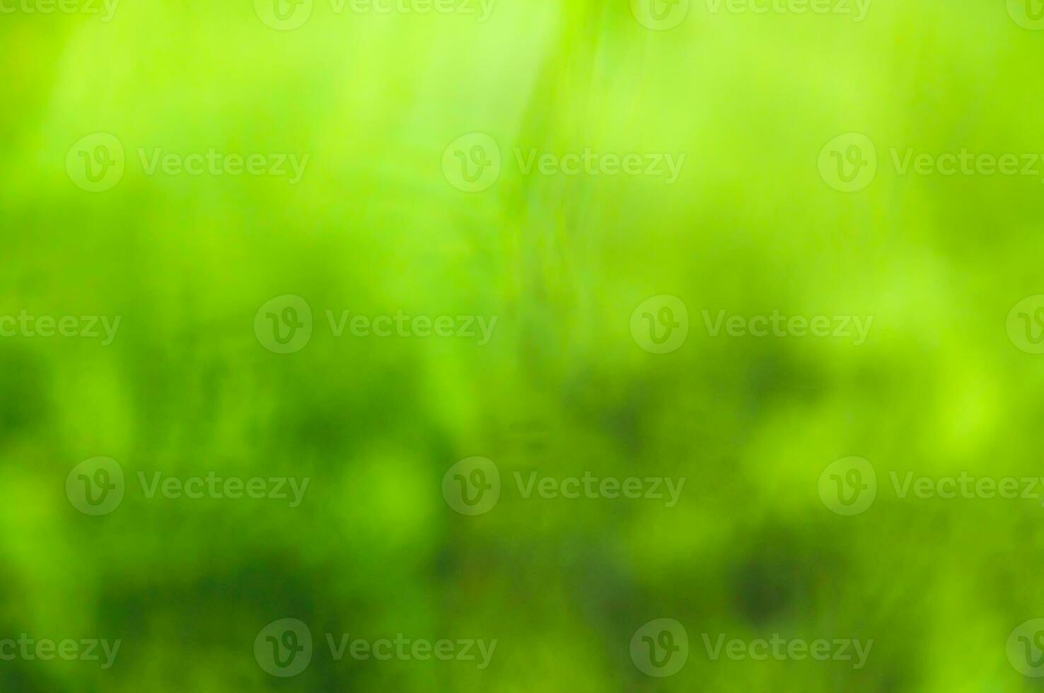 solig abstrakt grön natur sommar bakgrund, selektiv fokus foto