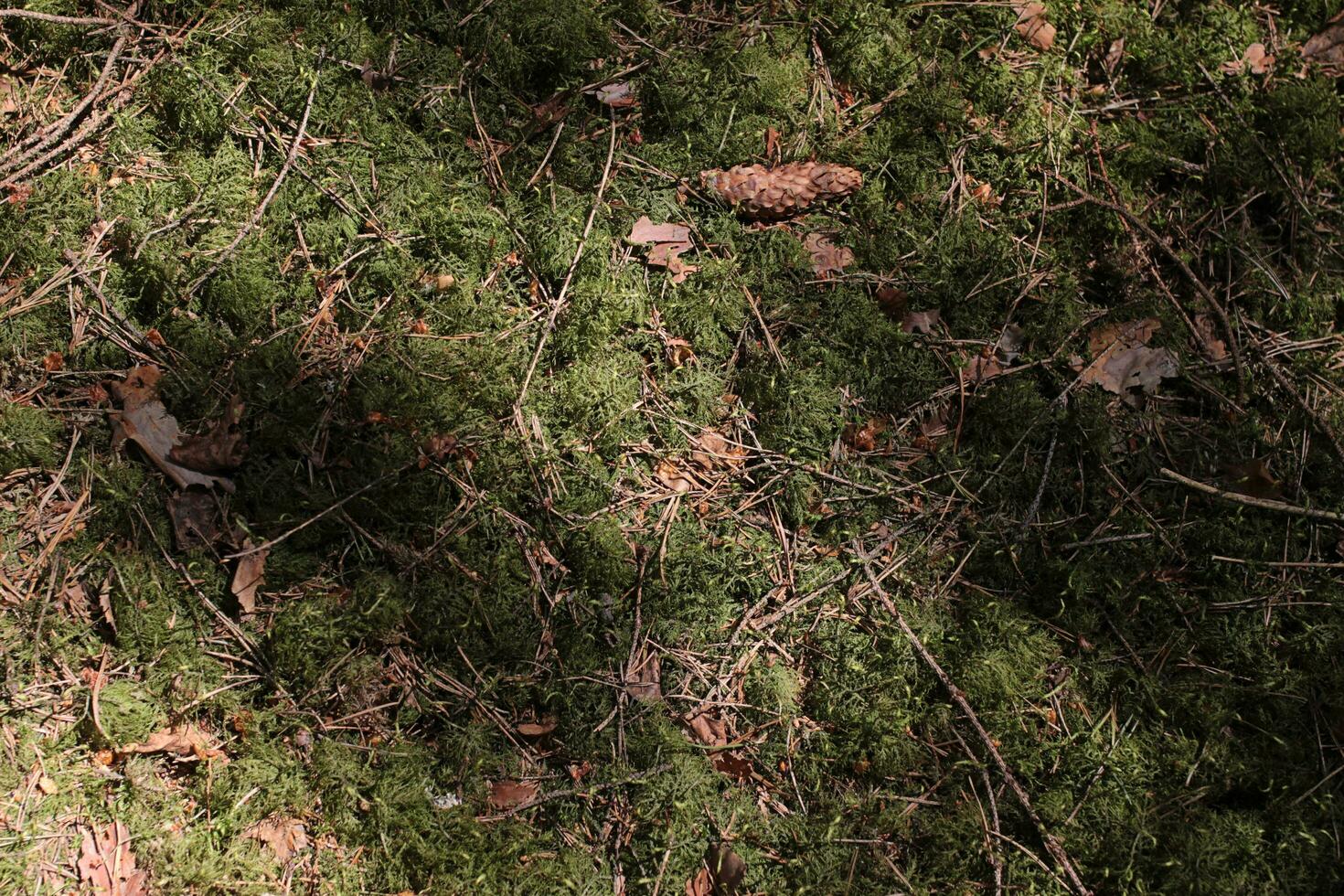 skog bakgrund. mossa, tall nålar, gran kottar, bark. brun och kärr färger foto