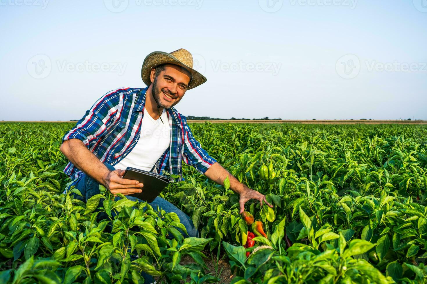 Lycklig jordbrukare är stående i hans peppar plantage. foto