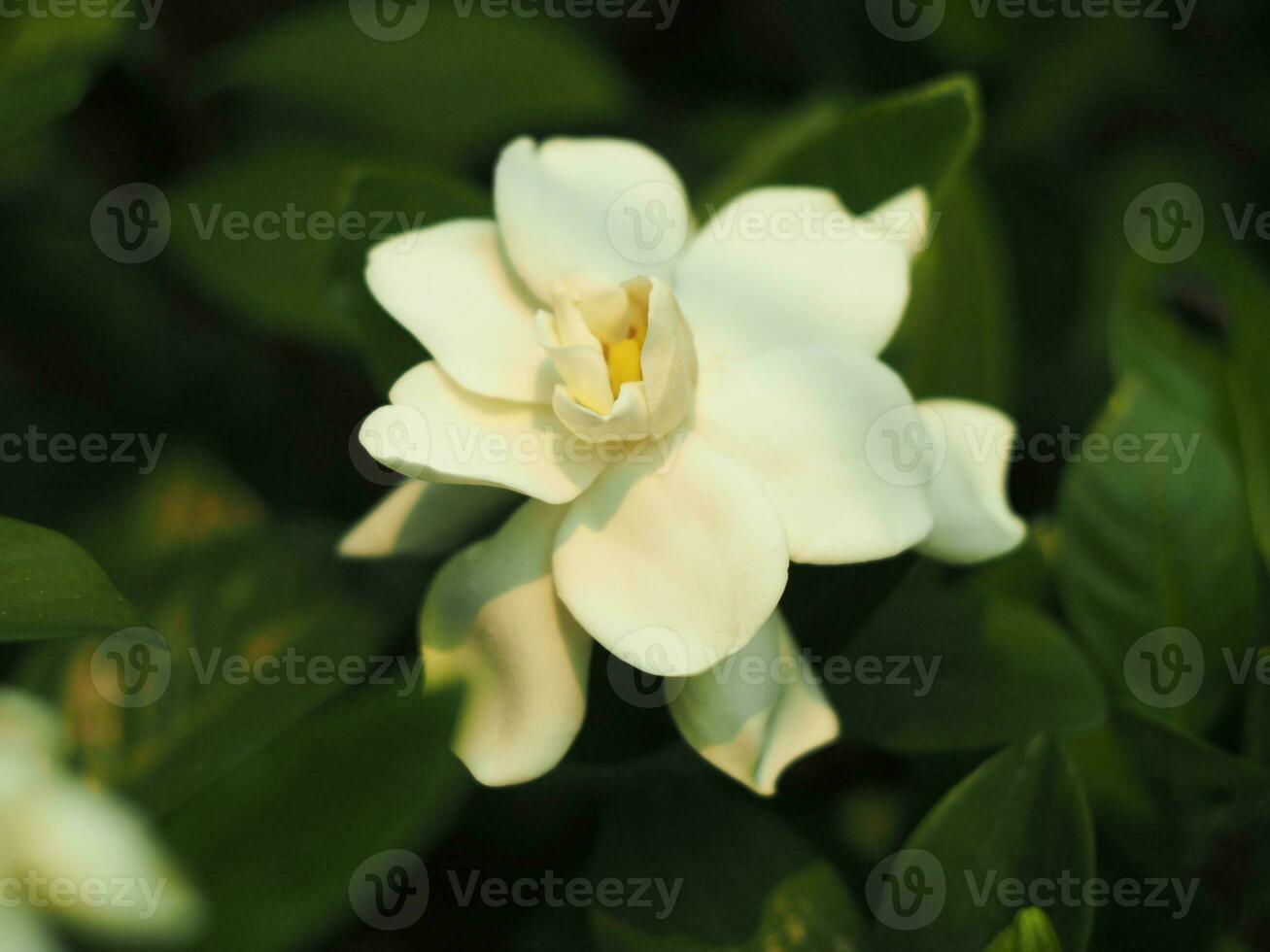 vit friskhet blomma i trädgård blomning och rena lukt foto