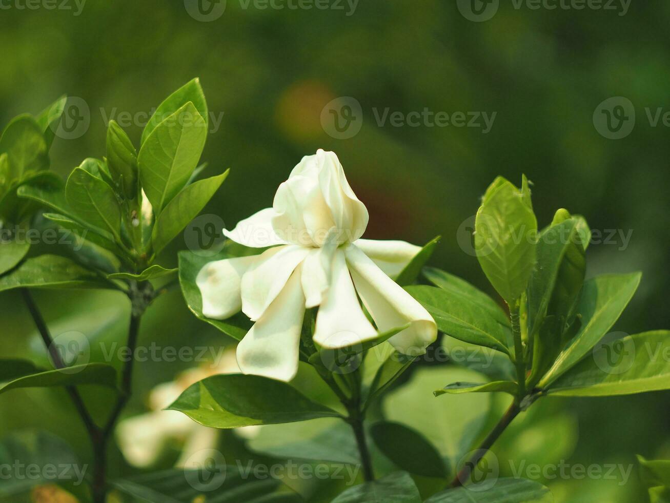 vit friskhet blomma i trädgård blomning och rena lukt foto