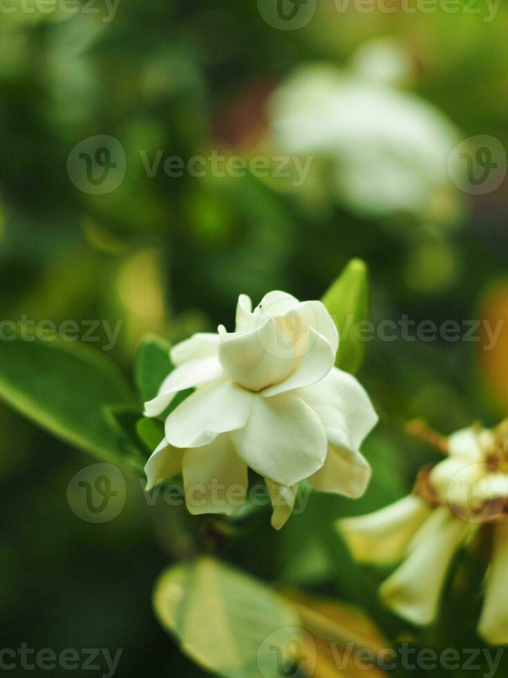 vit friskhet blomma i trädgård blomning och rena lukt foto