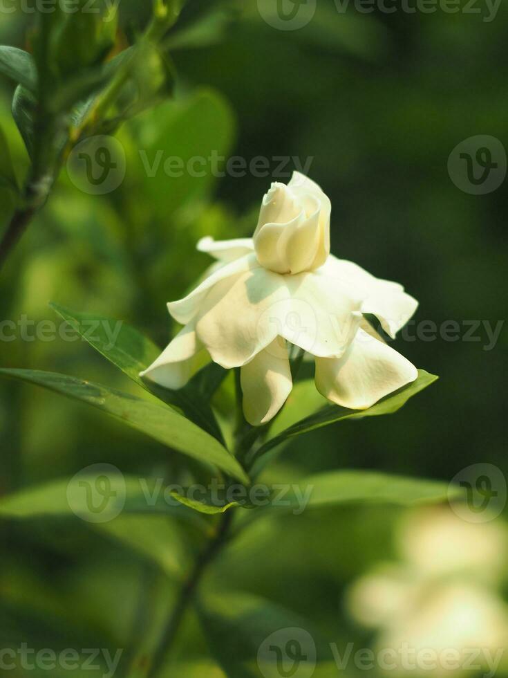 vit friskhet blomma i trädgård blomning och rena lukt foto