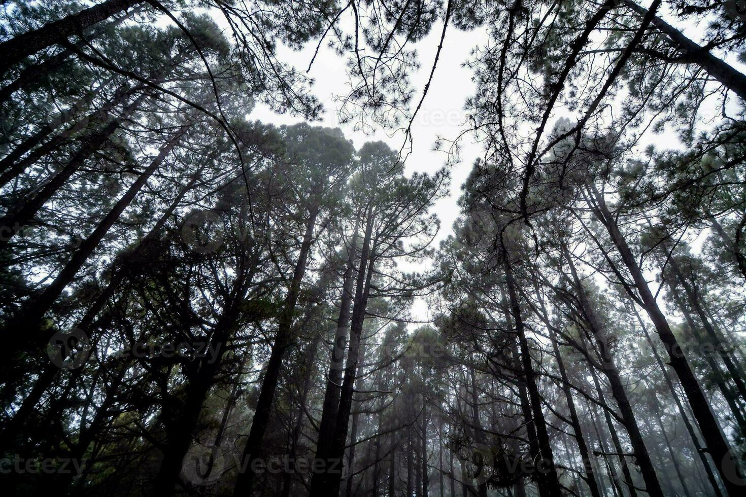 träd i skogen foto