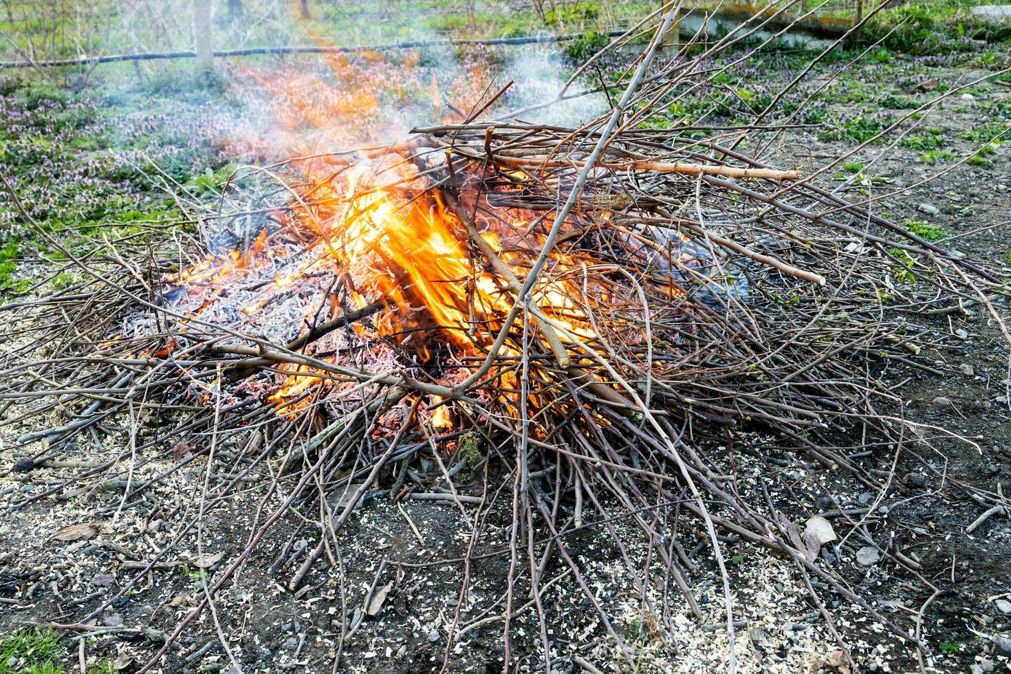 brinnande småskog och skära grenar av frukt träd foto