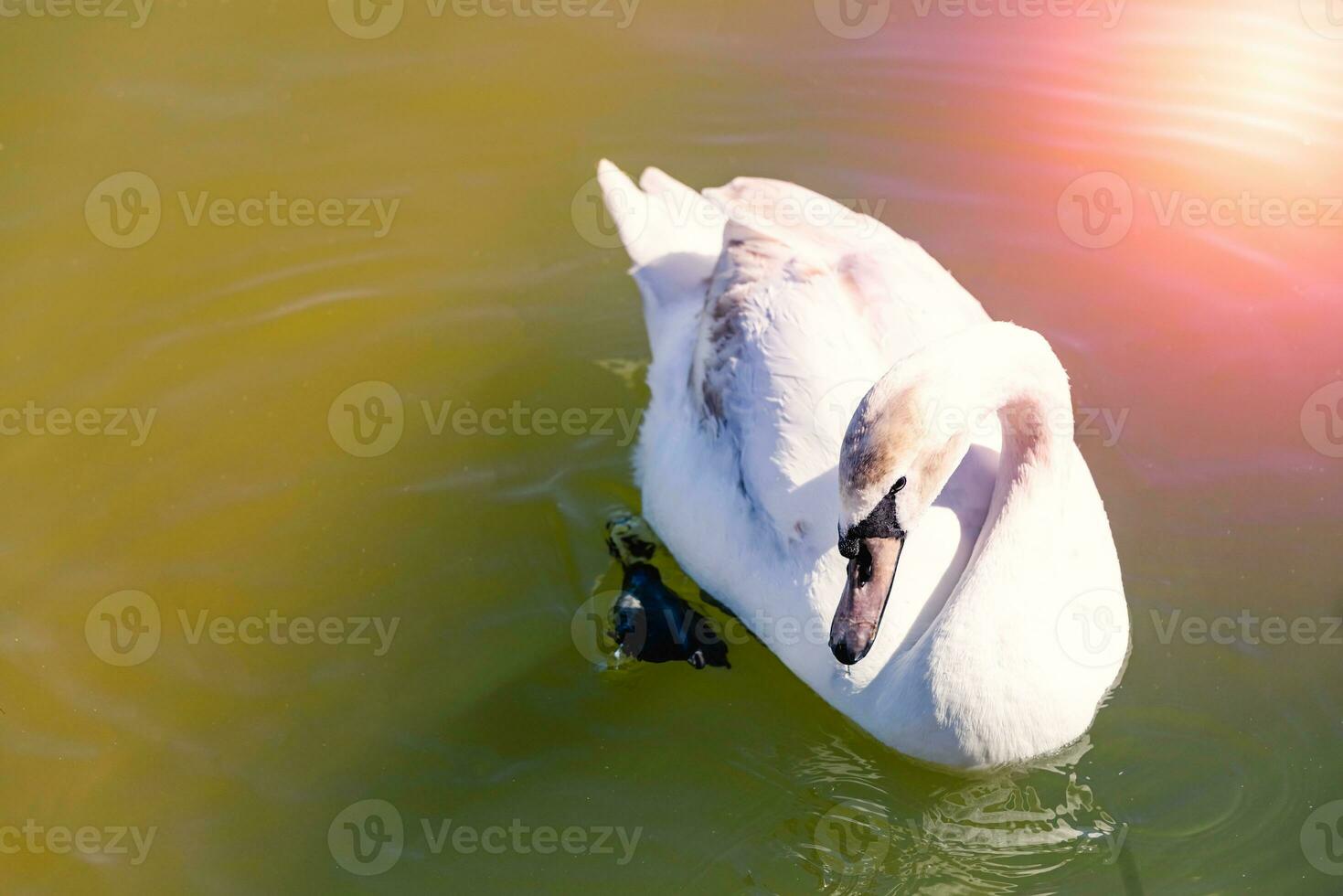 svan i vattnet foto