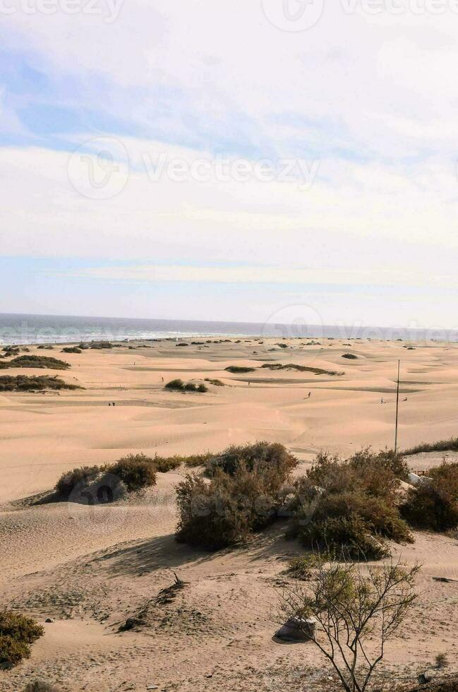 strand sanddyner foto
