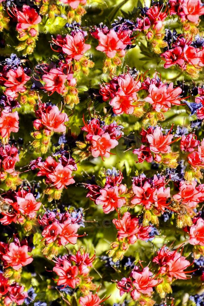 bakgrund med blommor foto