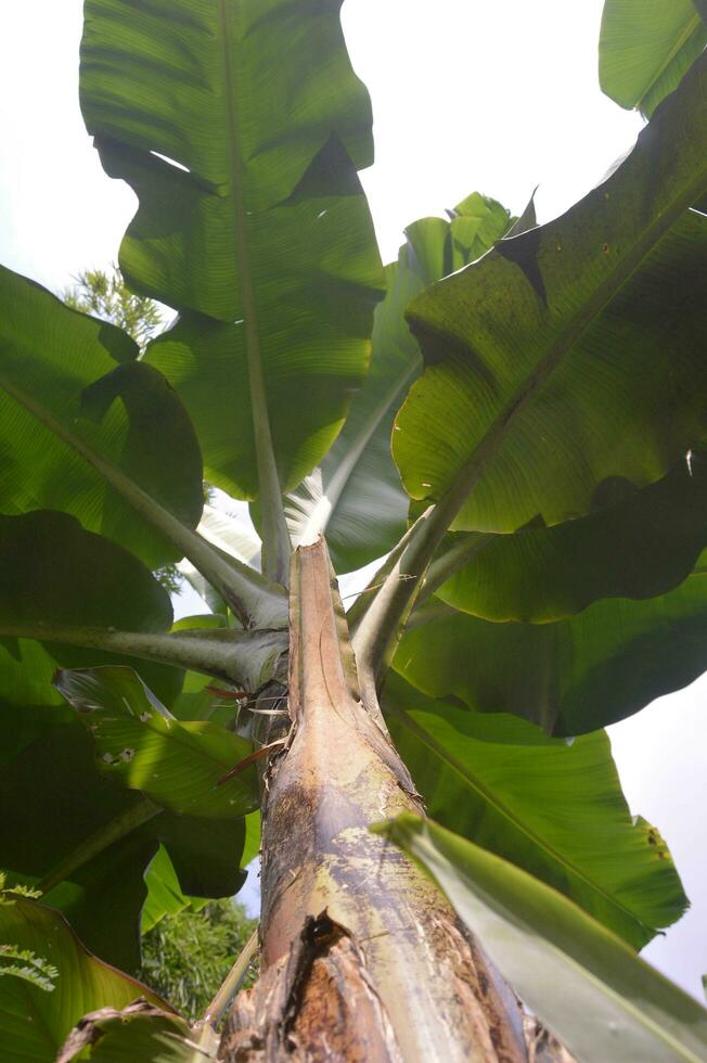 se av banan träd i de trädgård under en solig dag foto