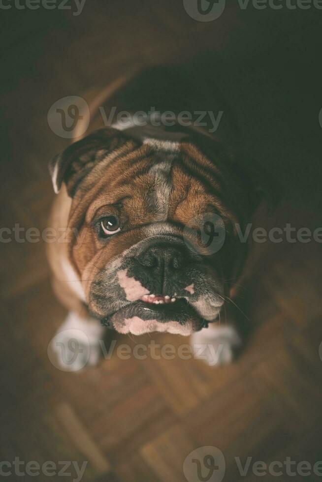 porträtt av engelsk bulldogg foto