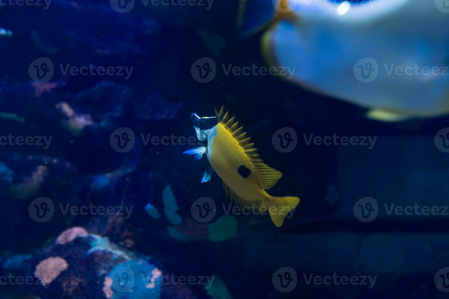 fisk i de hav. en flock av fisk i de hav, akvarium. akvarium färgrik fisk i mörk blå vatten. Foto av tropisk fisk på en korall rev.